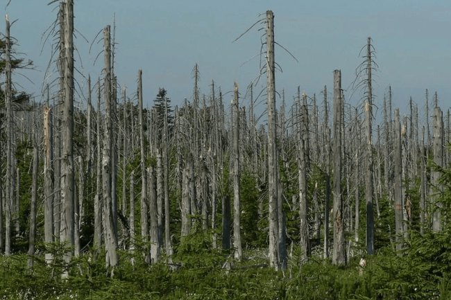 ¿Qué es la lluvia ácida y por qué se produce?