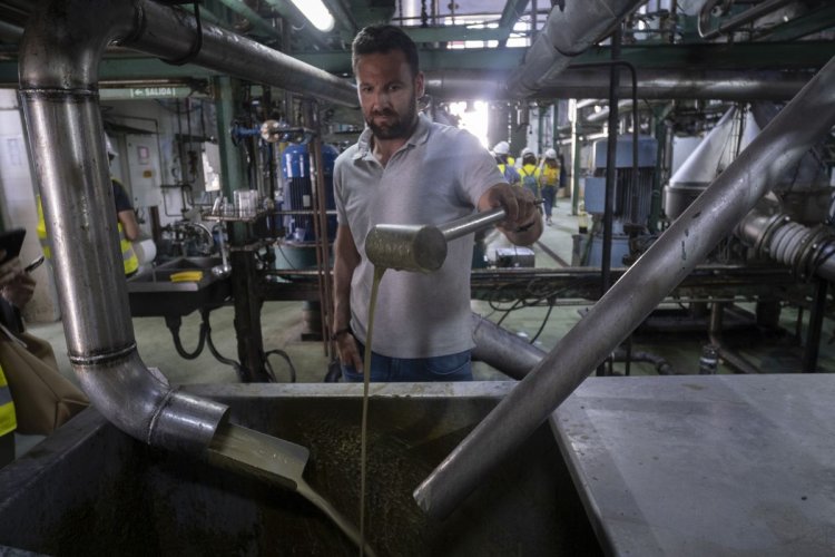 La ciencia logra el aprovechamiento integral del olivar tras siete mil años de relación