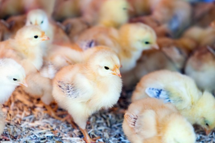 Las exportaciones avícolas de Paraguay registran un repunte en el primer cuatrimestre de 2023!