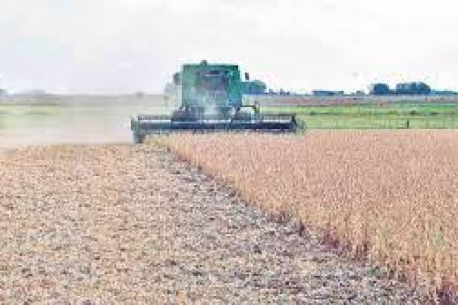 Expansión Exportadora: Seis Productos Paraguayos Conquistan Nuevos Horizontes en el Mercado Internacional en Febrero