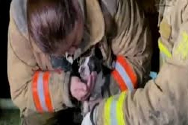 Bomberos Salvan a Tomy, el Perrito Atrapado en un Incendio en San Lorenzo