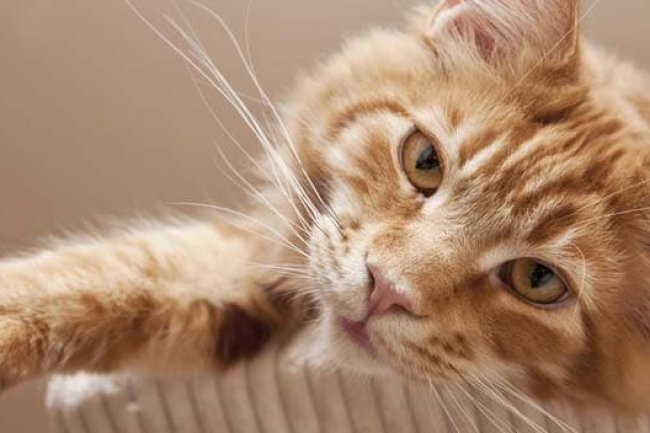 Gatos: Comprendiendo su Comportamiento y sus Señales