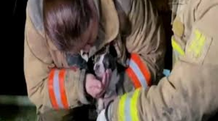 Bomberos Salvan a Tomy, el Perrito Atrapado en un Incendio en San ...
