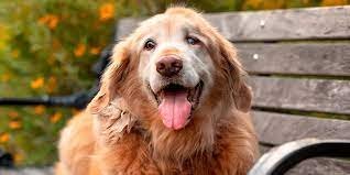 El Impacto Cerebral de las Interacciones con Perros