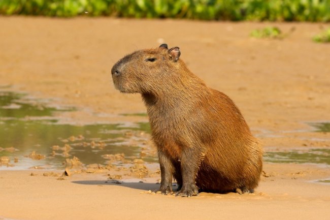 Carpincho Avistado en la Defensa Costera de Pilar