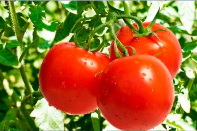 Producción Nacional de Tomate: Innovaciones y Retos para Garantizar el Abastecimiento