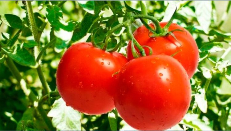 Producción Nacional de Tomate: Innovaciones y Retos para Garantizar el Abastecimiento