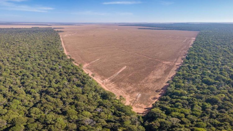Paraguay lidera en freno a la deforestación mientras otros países quedan rezagados