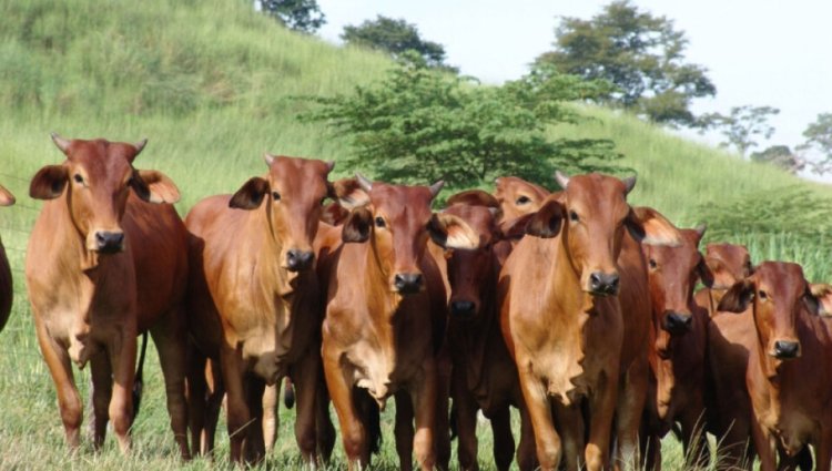 Paraguay reafirma su liderazgo sanitario: libre de peste equina y PCB según la OMSA