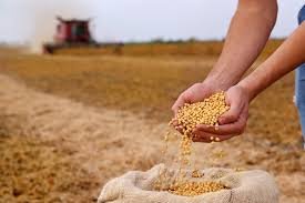 Crisis en la industria aceitera paraguaya pese al aumento récord en la producción de soja