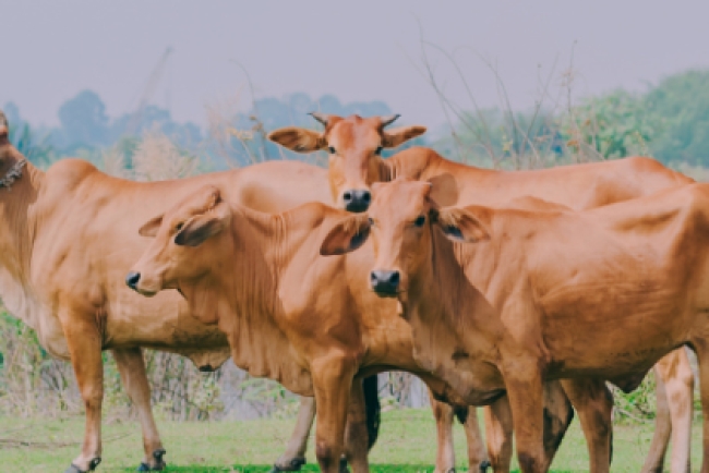 Capacitación Estratégica en Manejo de Desparasitantes: INIFAP Fortalece a Productores y Técnicos Ganaderos