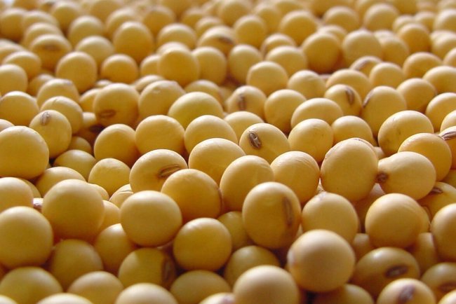 Precios de la Soja en Mínimos Históricos: Sequías y Oferta Global Definen el Escenario 2025