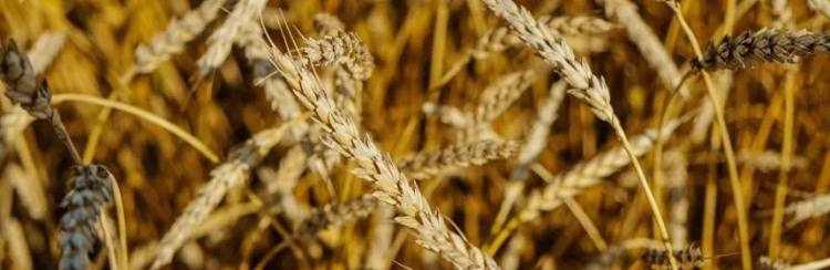 Senasica Refuerza la Protección Fitosanitaria de Cultivos y Ganadería para Garantizar la Seguridad Alimentaria en México