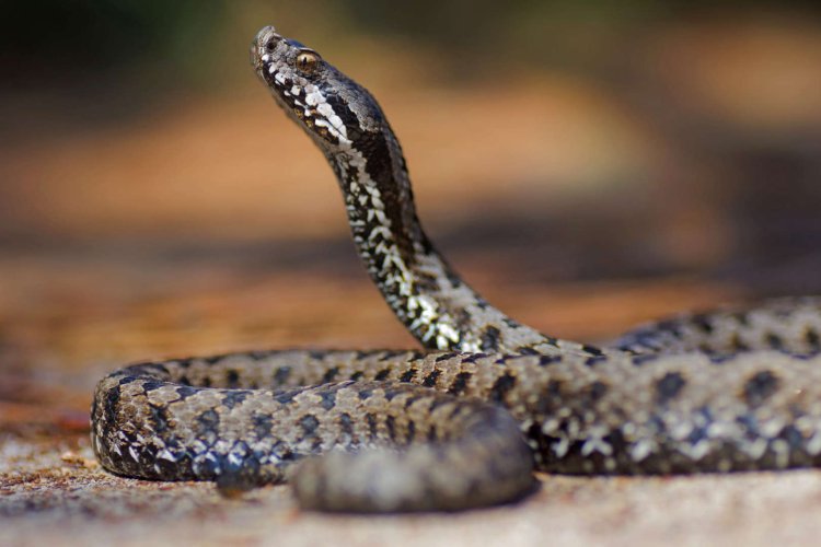 ¿Qué hacer si te muerde una serpiente? Pasos esenciales para proteger tu vida