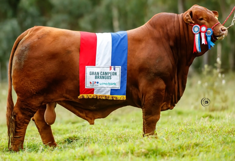 Don Ángel, el toro Brangus de Paraguay que conquista el mundo